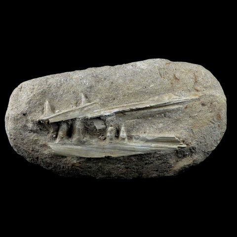 6.9" Saber Toothed Herring Fish Fossil Jaw Matrix In Enchodus Libycus Cretaceous COA - Fossil Age Minerals