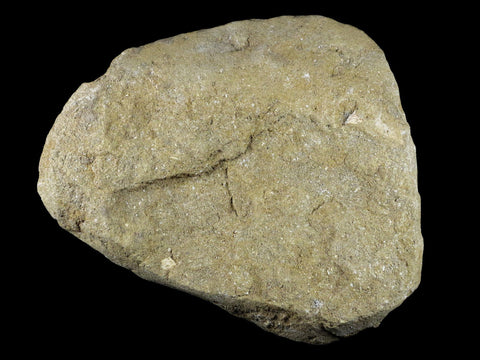 XL Saber Toothed Herring Fish Fossil Jaw Matrix In Enchodus Libycus Cretaceous COA 8.2 Inches Long - Fossil Age Minerals