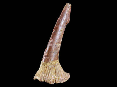 2.3" Sawfish Fossil Tooth Barb Onchopristis Numidus Cretaceous Dinosaur Era COA - Fossil Age Minerals