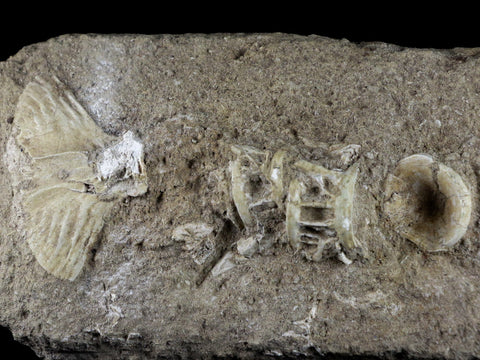 Saber Toothed Herring Fish Fossil Vertebra Matrix In Enchodus Libycus Cretaceous COA 9.2 Inches Long - Fossil Age Minerals