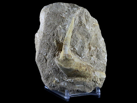 XL 2.8" Saber Toothed Herring Fossil Fang Tooth Enchodus Libycus Cretaceous Age