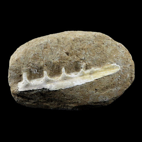 5.9" Saber Toothed Herring Fish Fossil Jaw Matrix In Enchodus Libycus Cretaceous COA - Fossil Age Minerals