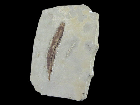 1.5" Detailed Cedrelospermum Nervosum Fossil Plant Leaf Eocene Age Green River UT - Fossil Age Minerals