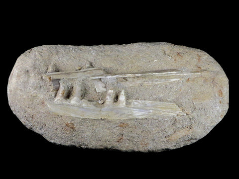 XL Saber Toothed Herring Fish Fossil Jaw Matrix In Enchodus Libycus Cretaceous COA 9.5 Inches Long - Fossil Age Minerals