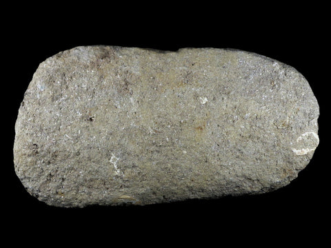 Saber Toothed Herring Fish Fossil Vertebra Matrix In Enchodus Libycus Cretaceous COA 9.2 Inches Long - Fossil Age Minerals