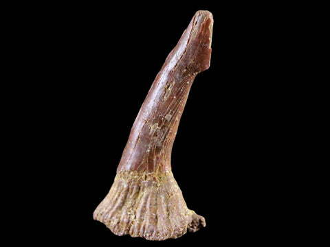 2.3" Sawfish Fossil Tooth Barb Onchopristis Numidus Cretaceous Dinosaur Era COA - Fossil Age Minerals