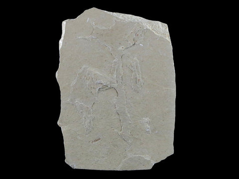 1.5" Detailed Cedrelospermum Nervosum Fossil Plant Leaf Eocene Age Green River UT - Fossil Age Minerals