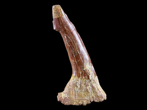 2.3" Sawfish Fossil Tooth Barb Onchopristis Numidus Cretaceous Dinosaur Era COA - Fossil Age Minerals