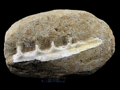 5.9" Saber Toothed Herring Fish Fossil Jaw Matrix In Enchodus Libycus Cretaceous COA - Fossil Age Minerals