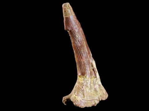 2.3" Sawfish Fossil Tooth Barb Onchopristis Numidus Cretaceous Dinosaur Era COA - Fossil Age Minerals