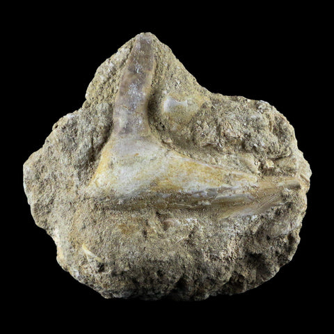 2.6" XL Saber Toothed Herring Fossil Fang Tooth Enchodus Libycus Cretaceous Age - Fossil Age Minerals