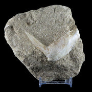 2.4" XL Saber Toothed Herring Fossil Fang Tooth Enchodus Libycus Cretaceous Age