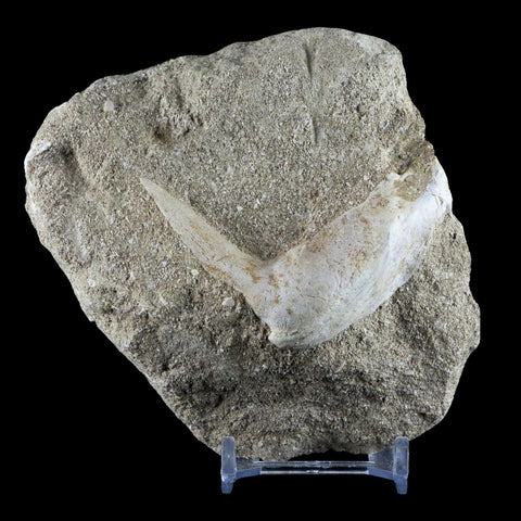 2.4" XL Saber Toothed Herring Fossil Fang Tooth Enchodus Libycus Cretaceous Age - Fossil Age Minerals