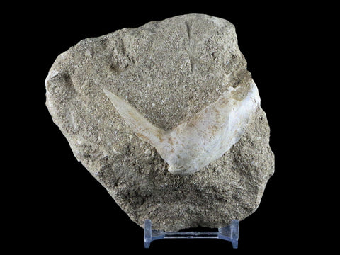 2.4" XL Saber Toothed Herring Fossil Fang Tooth Enchodus Libycus Cretaceous Age - Fossil Age Minerals