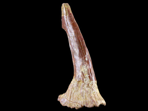 2.3" Sawfish Fossil Tooth Barb Onchopristis Numidus Cretaceous Dinosaur Era COA - Fossil Age Minerals
