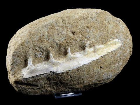 5.9" Saber Toothed Herring Fish Fossil Jaw Matrix In Enchodus Libycus Cretaceous COA - Fossil Age Minerals