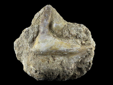 2.6" XL Saber Toothed Herring Fossil Fang Tooth Enchodus Libycus Cretaceous Age - Fossil Age Minerals