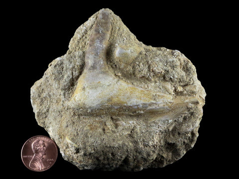 2.6" XL Saber Toothed Herring Fossil Fang Tooth Enchodus Libycus Cretaceous Age - Fossil Age Minerals