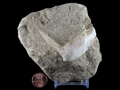 2.4" XL Saber Toothed Herring Fossil Fang Tooth Enchodus Libycus Cretaceous Age - Fossil Age Minerals