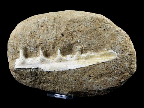 5.9" Saber Toothed Herring Fish Fossil Jaw Matrix In Enchodus Libycus Cretaceous COA - Fossil Age Minerals