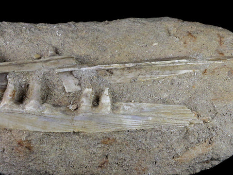 6.9" Saber Toothed Herring Fish Fossil Jaw Matrix In Enchodus Libycus Cretaceous COA - Fossil Age Minerals