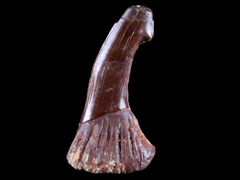 2.2" Sawfish Fossil Tooth Barb Onchopristis Numidus Cretaceous Dinosaur Era COA - Fossil Age Minerals