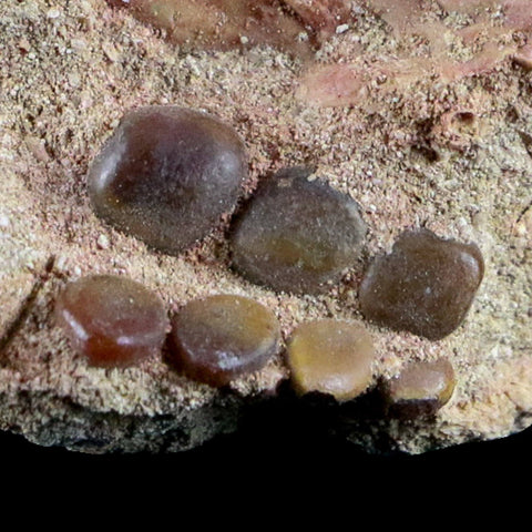 0.8" Bony Fish Fossil Phacodus Punctatus Ray Finned Jaw Teeth In Matrix Morocco - Fossil Age Minerals