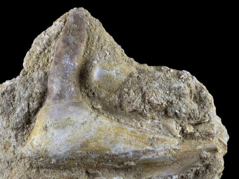 2.6" XL Saber Toothed Herring Fossil Fang Tooth Enchodus Libycus Cretaceous Age - Fossil Age Minerals