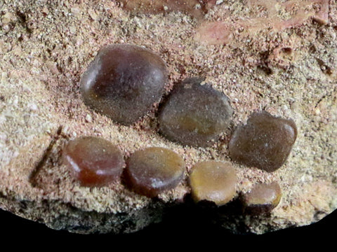0.8" Bony Fish Fossil Phacodus Punctatus Ray Finned Jaw Teeth In Matrix Morocco - Fossil Age Minerals