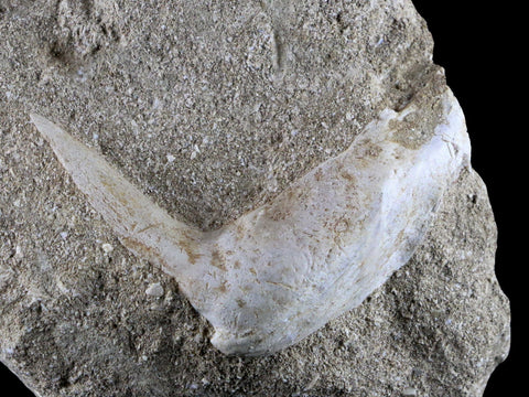 2.4" XL Saber Toothed Herring Fossil Fang Tooth Enchodus Libycus Cretaceous Age - Fossil Age Minerals