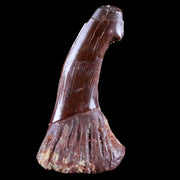 2.2" Sawfish Fossil Tooth Barb Onchopristis Numidus Cretaceous Dinosaur Era COA