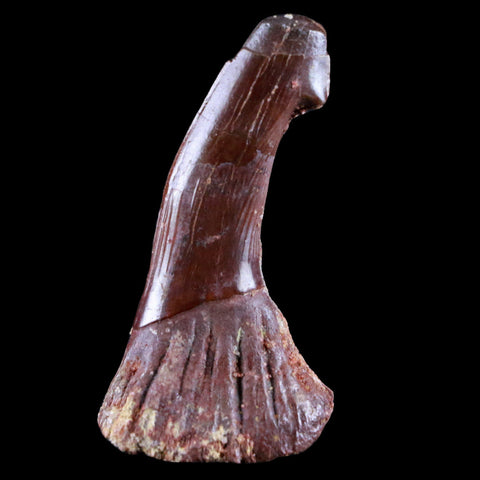 2.2" Sawfish Fossil Tooth Barb Onchopristis Numidus Cretaceous Dinosaur Era COA - Fossil Age Minerals