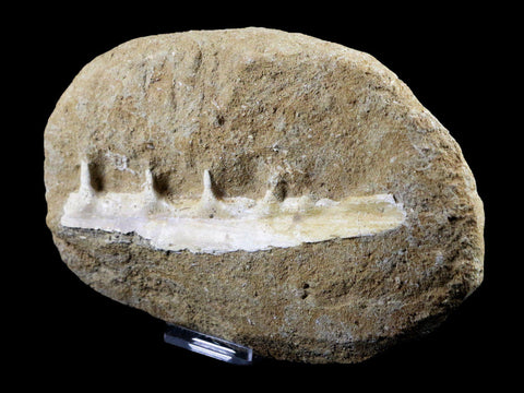 5.9" Saber Toothed Herring Fish Fossil Jaw Matrix In Enchodus Libycus Cretaceous COA - Fossil Age Minerals