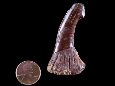 2.2" Sawfish Fossil Tooth Barb Onchopristis Numidus Cretaceous Dinosaur Era COA - Fossil Age Minerals