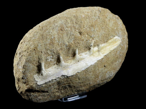 5.9" Saber Toothed Herring Fish Fossil Jaw Matrix In Enchodus Libycus Cretaceous COA - Fossil Age Minerals