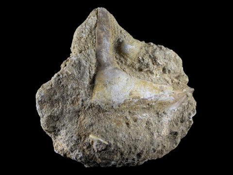 2.6" Saber Toothed Herring Fossil Fang Tooth Enchodus Libycus Cretaceous Age - Fossil Age Minerals