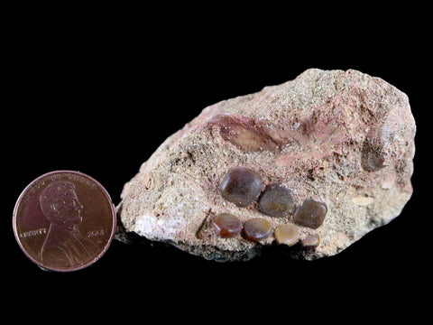 0.8" Bony Fish Fossil Phacodus Punctatus Ray Finned Jaw Teeth In Matrix Morocco - Fossil Age Minerals