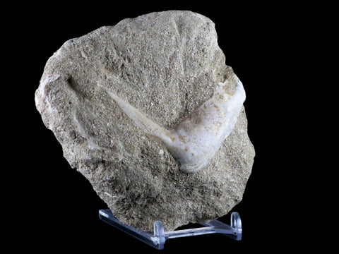 2.4" XL Saber Toothed Herring Fossil Fang Tooth Enchodus Libycus Cretaceous Age - Fossil Age Minerals