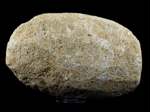 5.9" Saber Toothed Herring Fish Fossil Jaw Matrix In Enchodus Libycus Cretaceous COA - Fossil Age Minerals