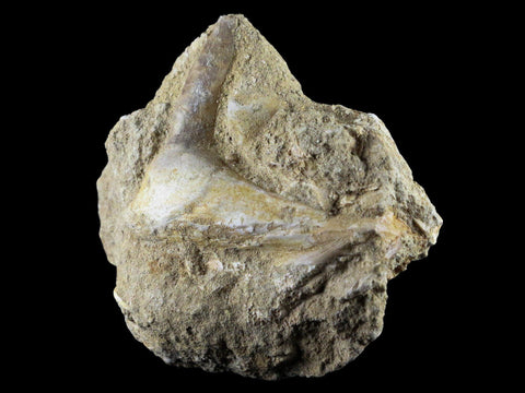 2.6" Saber Toothed Herring Fossil Fang Tooth Enchodus Libycus Cretaceous Age - Fossil Age Minerals