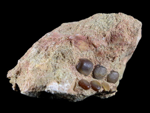 0.8" Bony Fish Fossil Phacodus Punctatus Ray Finned Jaw Teeth In Matrix Morocco - Fossil Age Minerals