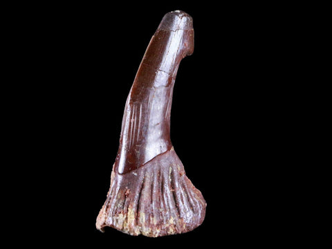 2.2" Sawfish Fossil Tooth Barb Onchopristis Numidus Cretaceous Dinosaur Era COA - Fossil Age Minerals