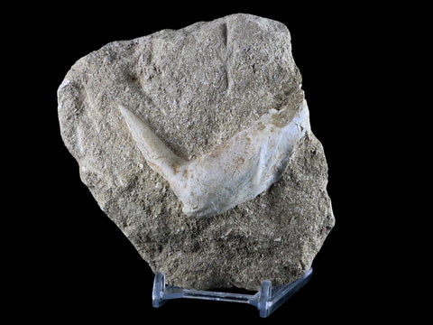 2.4" XL Saber Toothed Herring Fossil Fang Tooth Enchodus Libycus Cretaceous Age - Fossil Age Minerals