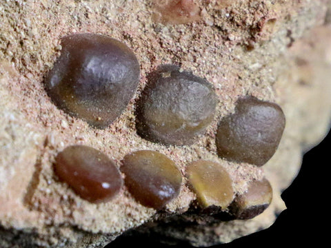 0.8" Bony Fish Fossil Phacodus Punctatus Ray Finned Jaw Teeth In Matrix Morocco - Fossil Age Minerals