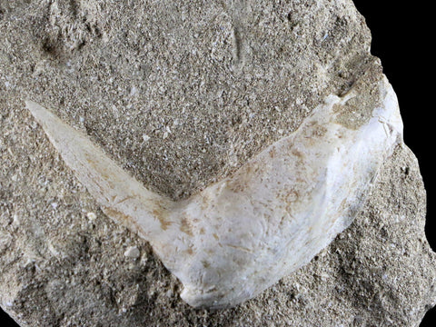 2.4" XL Saber Toothed Herring Fossil Fang Tooth Enchodus Libycus Cretaceous Age - Fossil Age Minerals