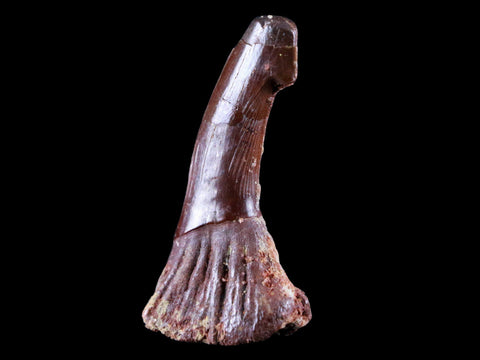 2.2" Sawfish Fossil Tooth Barb Onchopristis Numidus Cretaceous Dinosaur Era COA - Fossil Age Minerals