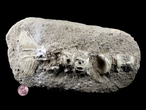Saber Toothed Herring Fish Fossil Vertebra Matrix In Enchodus Libycus Cretaceous COA 9.2 Inches Long - Fossil Age Minerals