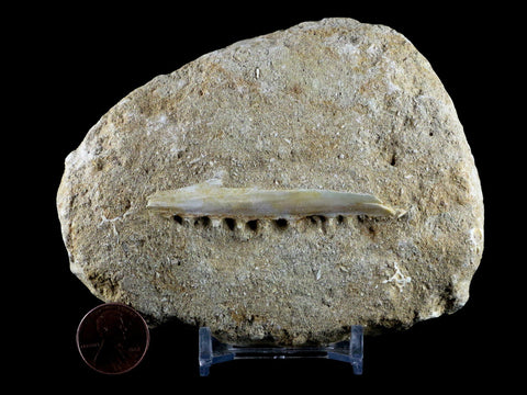 2.7" Saber Toothed Herring Fish Fossil Jaw Matrix In Enchodus Libycus Cretaceous COA - Fossil Age Minerals