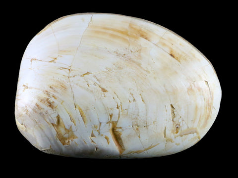 3.2" Clam Fossil Polished Jurassic Madagascar Bivalve Mollusk 150 Million Years Old - Fossil Age Minerals