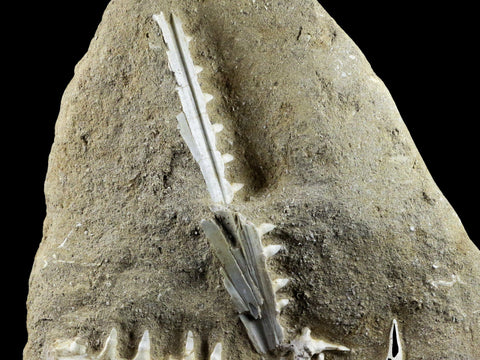 XL Saber Toothed Herring Fish Fossil Jaw Matrix In Enchodus Libycus Cretaceous COA 8.2 Inches Long - Fossil Age Minerals